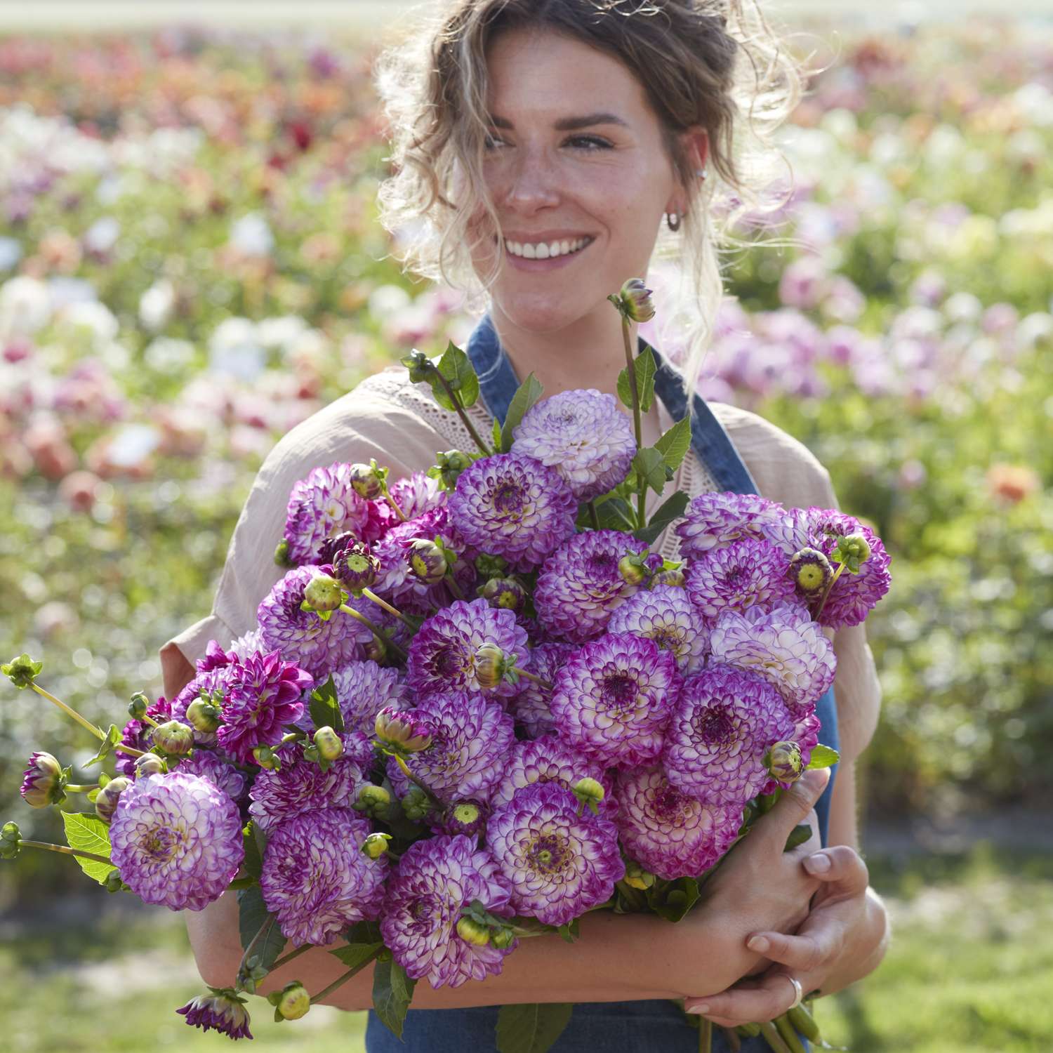 Daalia 'Dreaming Maid'